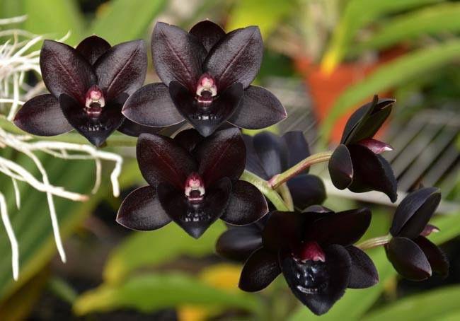 Orquídea Catasetum Fredclarkeara After Dark - Cooperorchids - Plantas  Naturais - Magazine Luiza