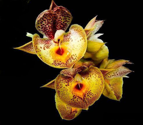 Orquídea Catasetum pileatum aureo x karen Armstrong - Outros Livros -  Magazine Luiza