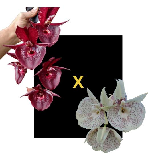 Imagem de Orquídea Catasetum Red 1050 X Susan Fuchs Claro