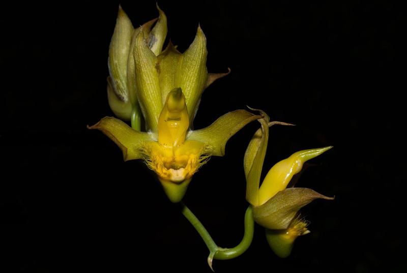 Imagem de Orquídea Catasetum schmidtianum 4950 x 4985