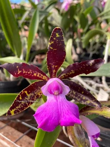 Imagem de Orquídea Cattleya aclandiae x C. leopoldii pré adulta