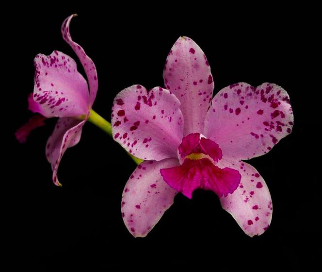 Imagem de Orquídea Cattleya amethystoglosa big flower x aurea walmey