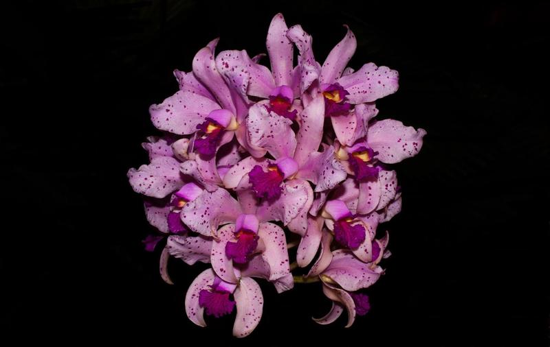 Imagem de Orquídea Cattleya amethystoglosa