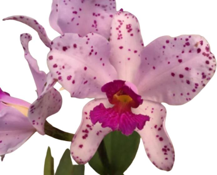 Imagem de Orquídea Cattleya Amethystoglossa Wenzel em Toquinho (2959)