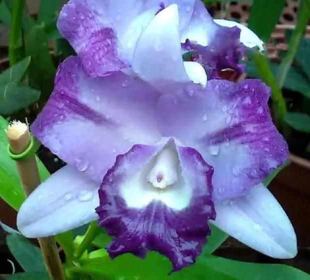 Orquídea Cattleya Blue Boy x Cattleya Nobile's Blue Sky - Orquídeas  Renascer - Planta e Flor Natural - Magazine Luiza