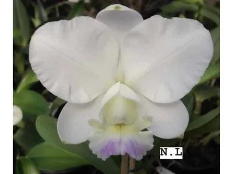 Imagem de Orquídea Cattleya Dolosa Albences Meristema
