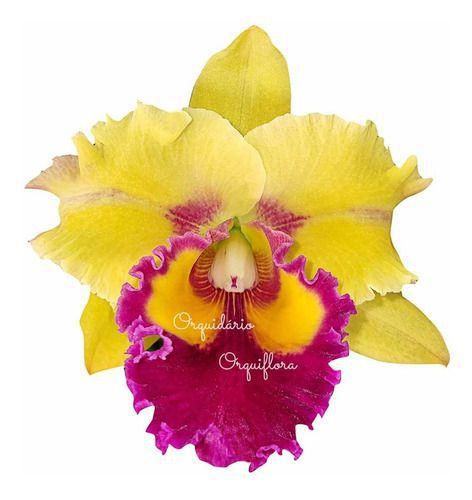 Orquídea Cattleya Flor Amarela Planta Adulta - Orquiflora - Flor e Planta  Artificial - Magazine Luiza