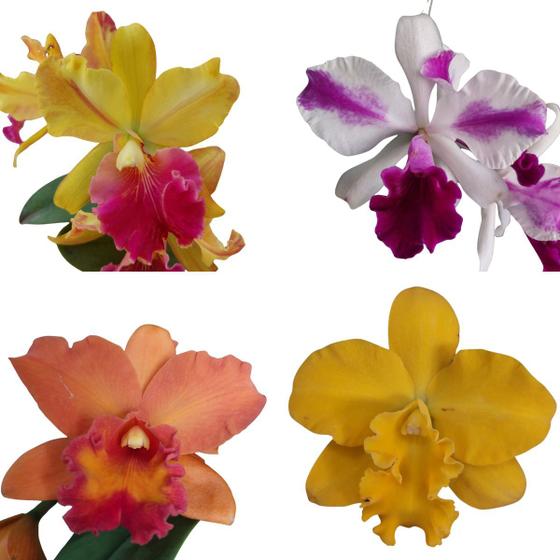 Imagem de Orquidea Cattleya Florida Presente  Dia das Mães Flor Exótica Rara Linda Natural