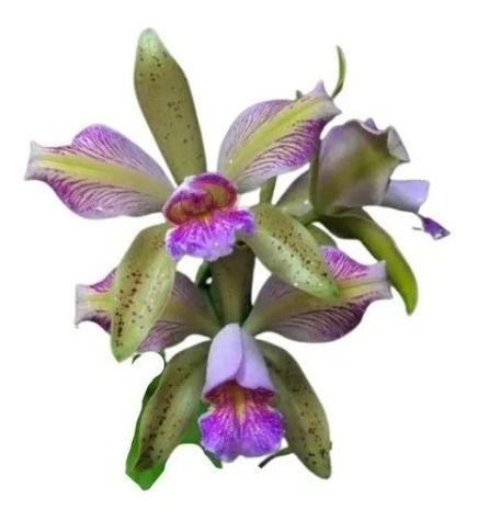 Imagem de Orquidea Cattleya Forbesi X Leopoldi Trilabelo X Self Cod/16