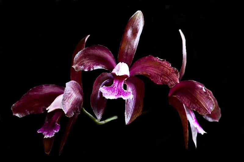 Orquídea Cattleya granulosa vermelha x vermelha - Cooperorchids - Plantas  Naturais - Magazine Luiza