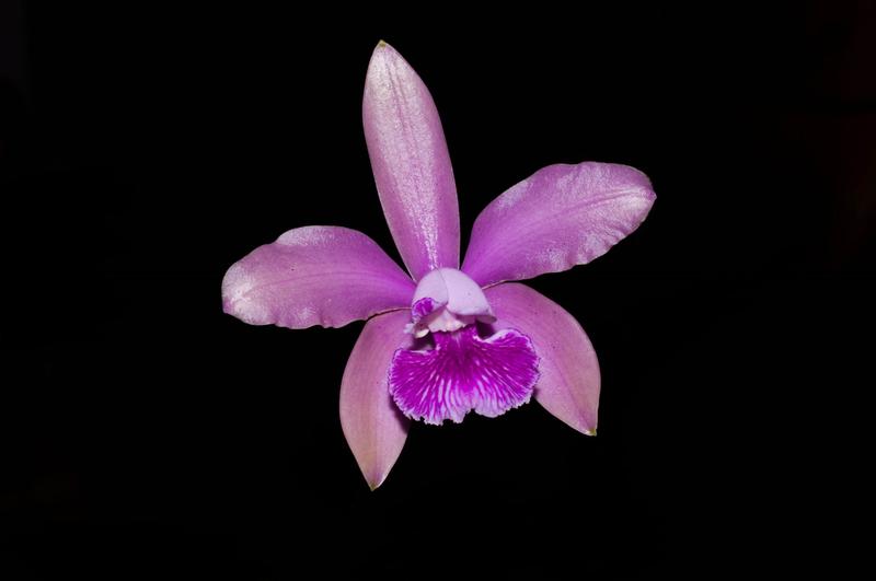 Imagem de Orquídea Cattleya granulosa x intermédia