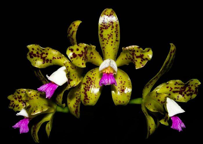 Imagem de Orquídea Cattleya guttata multiflora