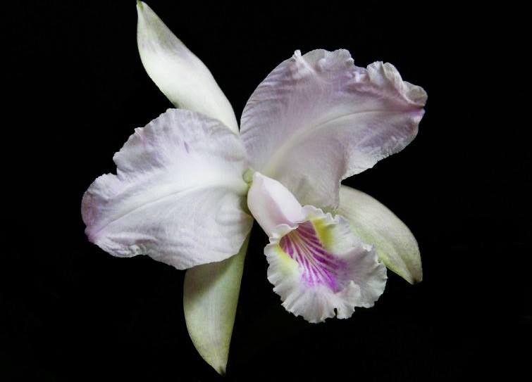 Orquídea Cattleya labiata serra negra x self - Cooperorchids - Plantas  Artificiais - Magazine Luiza
