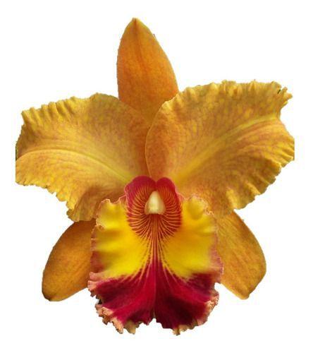 Orquídea Cattleya Laranja Adulta - ORQUIVITRO - Planta e Flor Natural -  Magazine Luiza