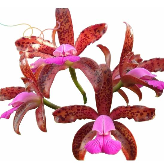 Imagem de Orquidea Cattleya Leopoldi * Dark Princess ( Planta Inteira)