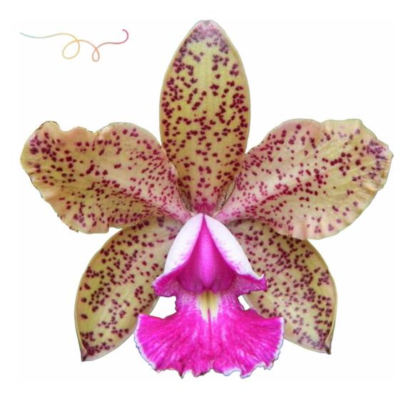 Imagem de Orquídea Cattleya Pão De Açucar Maravilhosa Orquídea Adulta