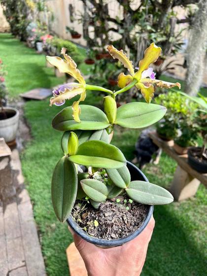 Imagem de Orquídea Cattleya Schileriana Verde Pintada Vaso Inteiro
