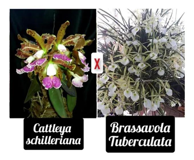 Imagem de Orquídea Cattleya Schilleriana X Brassavola Tuberculata
