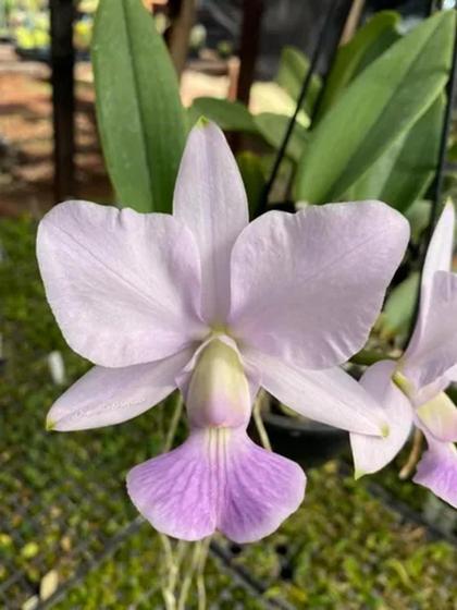 Imagem de Orquídea Cattleya walkeriana "coerulea"