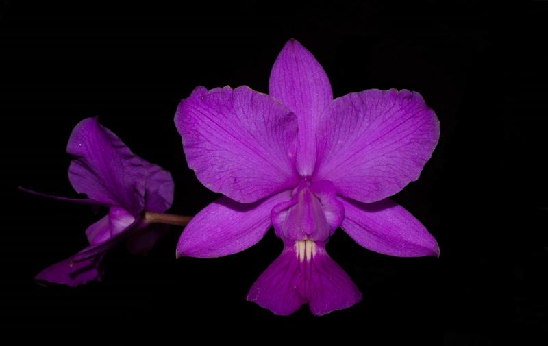 Imagem de Orquídea Cattleya walkeriana Estrela da colina x selecta