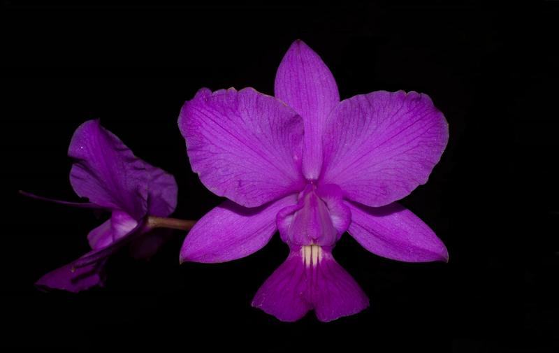 Imagem de Orquídea Cattleya walkeriana Estrela da colina x selecta