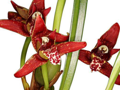 Orquídea Cheiro Coco Maxillaria Tenuifolia Adulta Com Vaso. - Orquiflora -  Cachepot - Magazine Luiza
