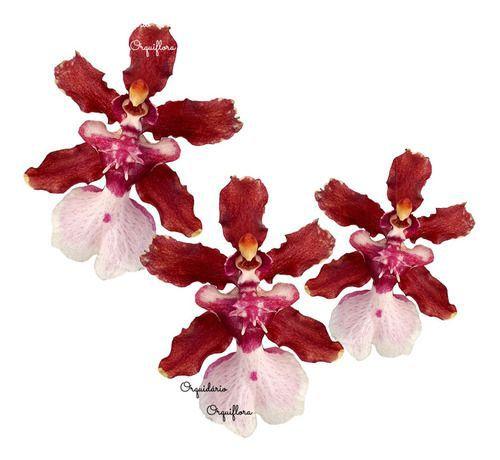 Imagem de Orquídea  Chocolate  Oncidium  Sharry  Baby.