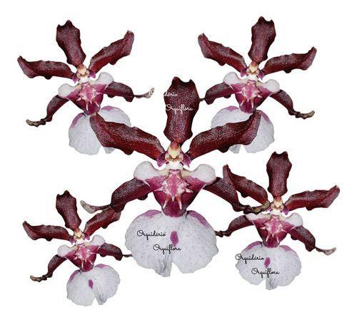 Orquídea Chocolate Oncidium Sharry Baby Planta Adulta - Orquiflora - Flores  - Magazine Luiza