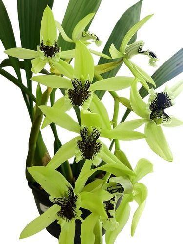 Orquídea Coelogyne Pandurata Planta Adulta Flor Verde Linda - Orquiflora -  Plantas Artificiais - Magazine Luiza
