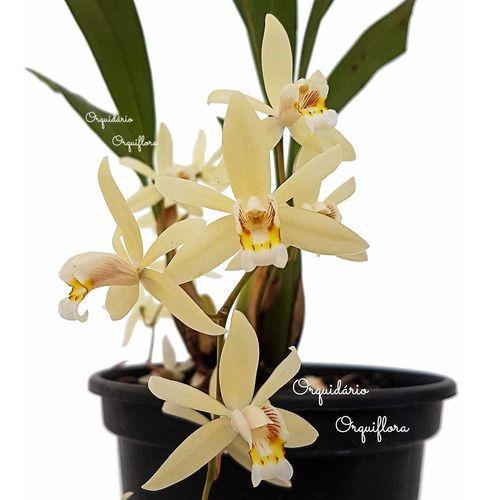 Imagem de Orquídea Coelogyne Testacea Planta Adulta Natural