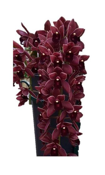 Imagem de Orquídea Cor Chocolate - Cymbidium Dorothy Stockstill