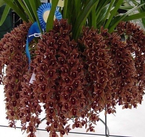 Imagem de Orquídea Cor Chocolate - Cymbidium Dorothy Stockstill