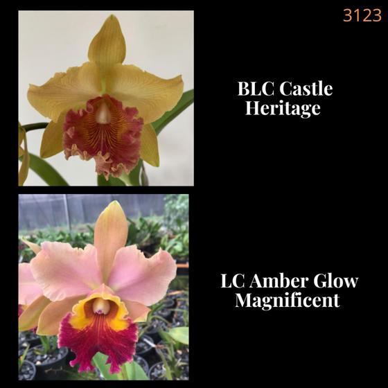 Imagem de Orquídea Cruzamento Castle Heritage X Amber Glow Magnificent (3123)