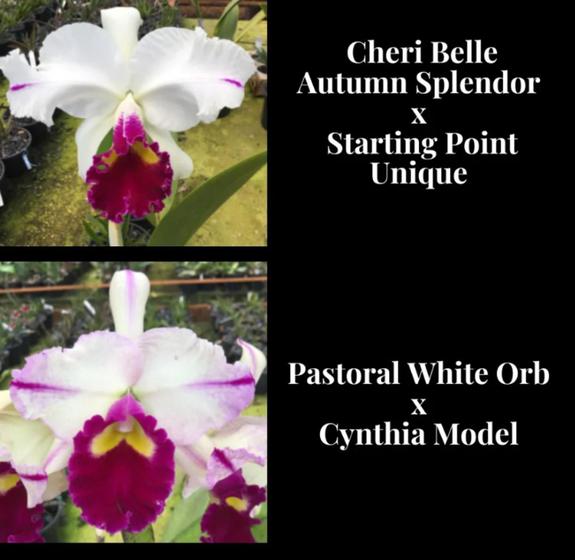 Imagem de Orquídea Cruzamento Cheri Belle x Pastoral withe (3172)