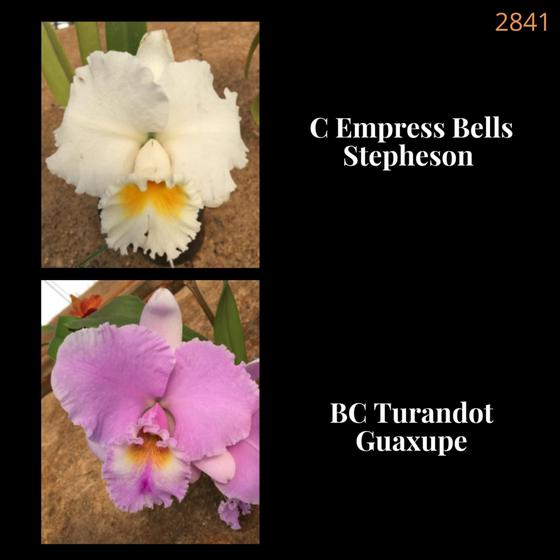 Imagem de Orquídea Cruzamento Empress Bells Stepheson X Turandot Guaxupe (2841)