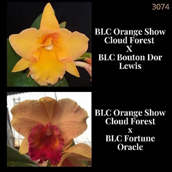 Imagem de Orquídea Cruzamento Orange Show Cloud Forest x  Bouton Dor Lewis (3074)