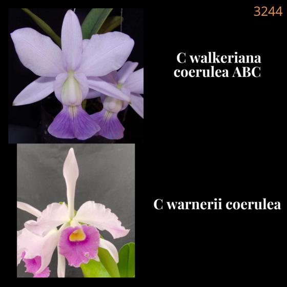 Imagem de Orquídea Cruzamento Walkeriana coerulea x Warnerii coerulea (3244)