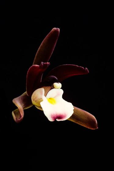 Imagem de Orquídea Cymbidium atropurpureum