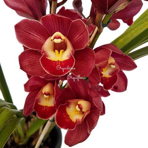 Orquídea Cymbidium Flor Avermelhada Planta Adulta - Orquiflora - Plantas  Artificiais - Magazine Luiza
