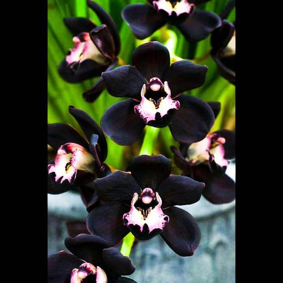 Orquídea Cymbidium kiwi midnight - Cooperorchids - Flor e Planta Artificial  - Magazine Luiza