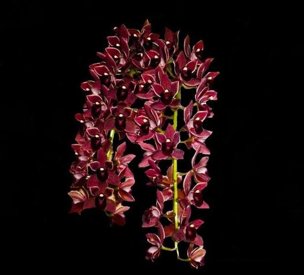 Orquídea Cymbidium Pendente Doroth Stocksfil - Cooperorchids - Plantas  Artificiais - Magazine Luiza