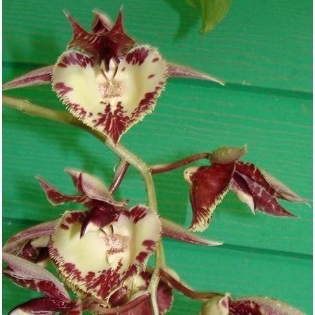 Imagem de Orquidea Dante Prayer X Catasetum Df 1124