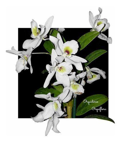 Orquídea Dendrobium Albiflorum Planta Adulta Flor Branca - Orquiflora -  Plantas Artificiais - Magazine Luiza