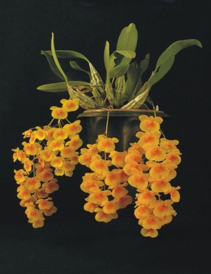 Imagem de Orquidea Dendrobium Lindleyi