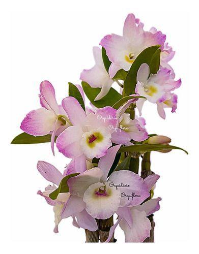 Orquídea Dendrobium Nobile Hibrido Planta Adulta 1 - Orquiflora - Plantas  Naturais - Magazine Luiza
