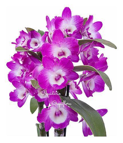 Orquídea Dendrobium Nobile Hibrido Planta Adulta 2 - Orquiflora - Planta e  Flor Natural - Magazine Luiza