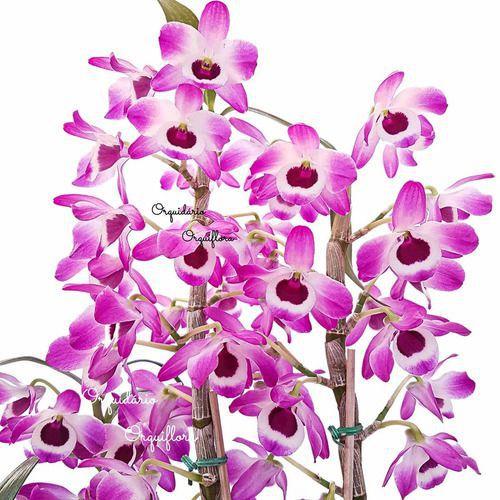 Imagem de Orquídea Dendrobium Nobiles Olho-de-boneca Planta Adulta