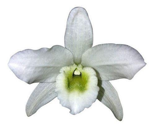 Imagem de Orquídea Dendrobium Spring Dream Planta Adulta Flor Branca