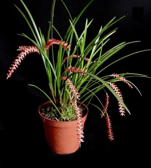 Imagem de Orquídea Dendrochillum wenzelli