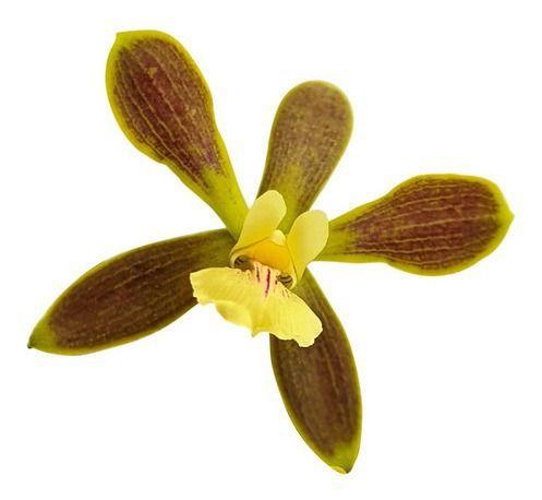 Imagem de Orquídea Encyclia Patens ! Planta Adulta !